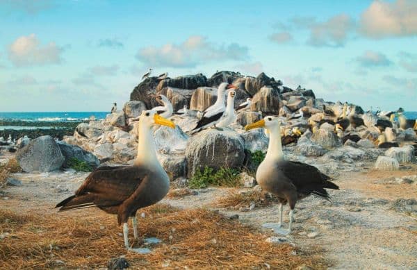 Galapagos_Still_0006-1230-600-450-80