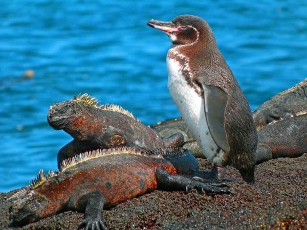 Galapagos_Still_0002-1226-600-450-80