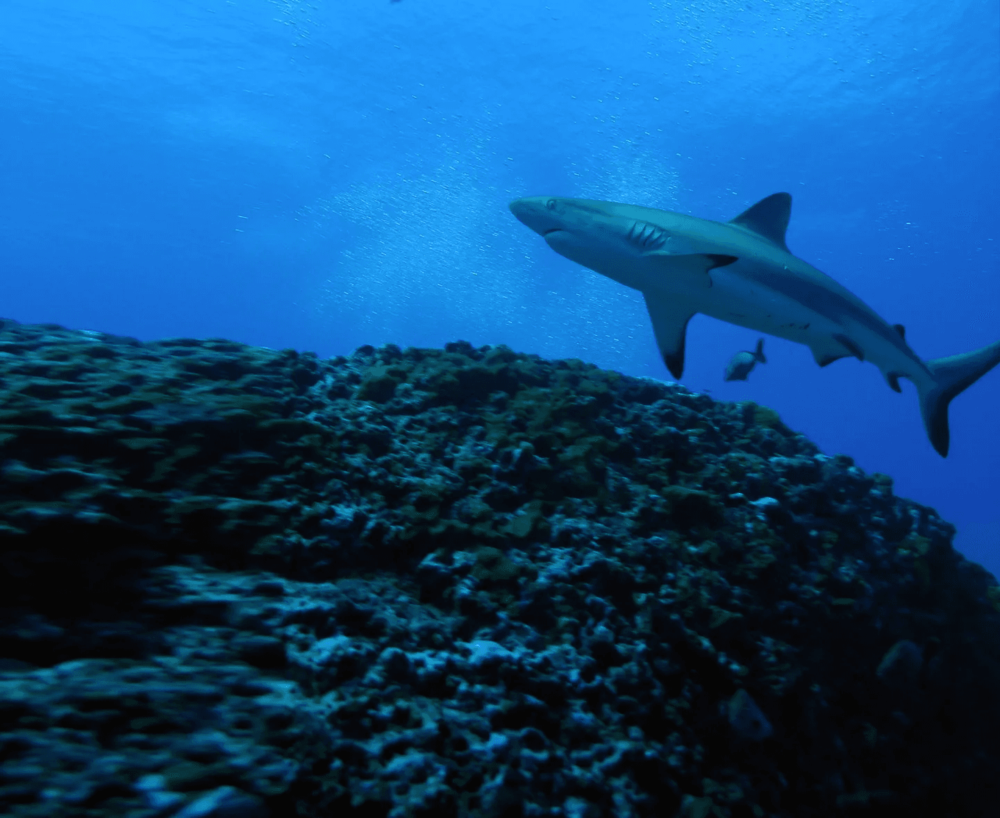 worldofsharks_hero_banner_9dc90cc921