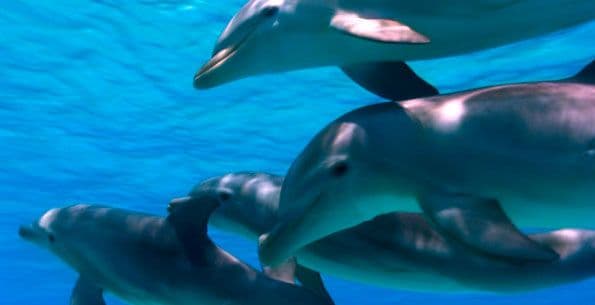 DOLPHINS3D_G1-539-600-450-80