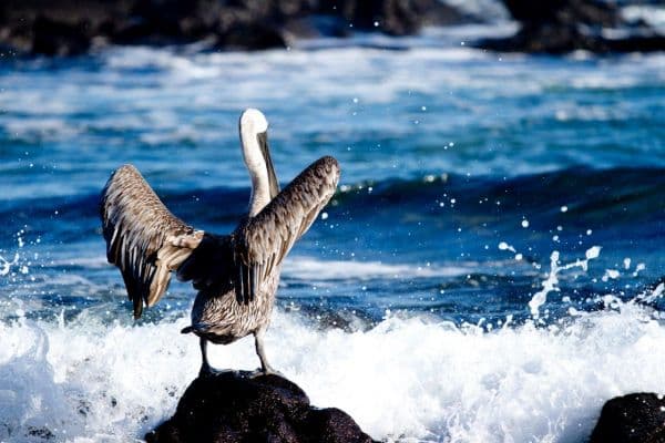 Galapagos_Still_0008-1232-600-450-80
