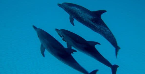DOLPHINS3D_G3-540-600-450-80